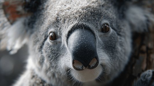 Koalas: Australia's Beloved Tree-Huggers